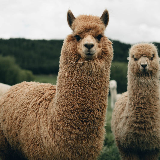 Alpaca Yarn: The Secret Fibre for Luxurious Warmth