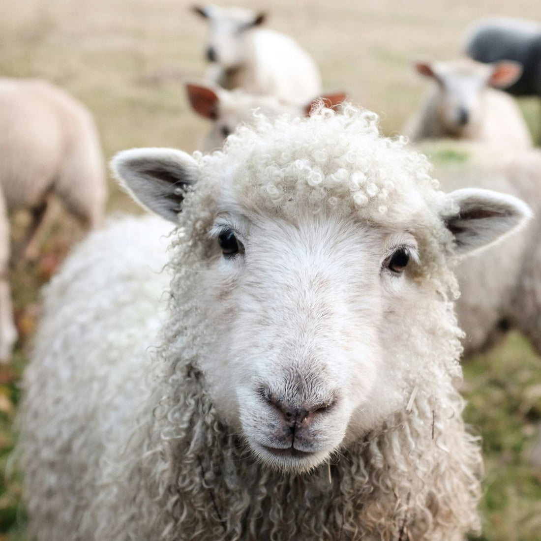 Wool Yarn: Why Generations of Knitters Still Love It